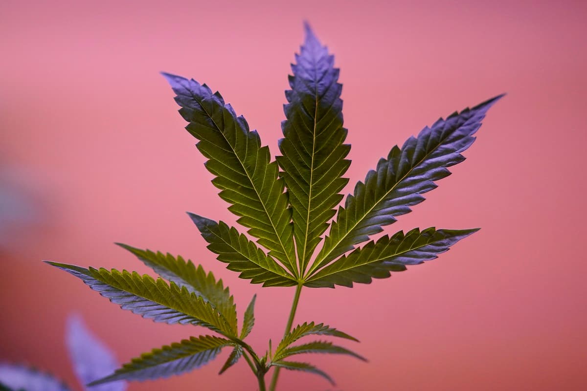Einfach online auswählen und hochwertige Cannabis Samen bestellen