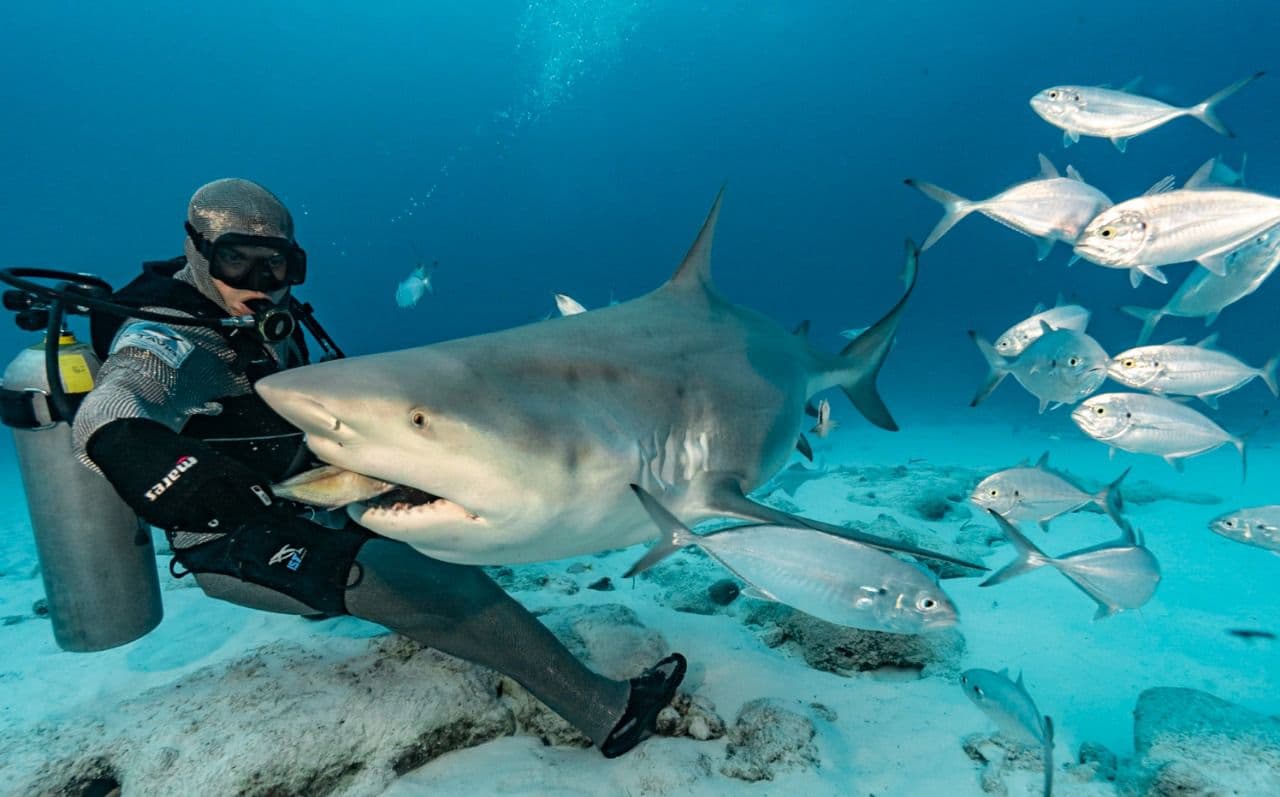 DeepDiveMexico: Wo Tauchen und Bullenhaie Mexiko ein unvergessliches Erlebnis bieten