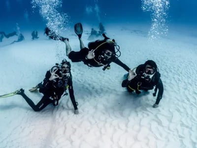 DeepDiveMexico: Wo Tauchen und Bullenhaie Mexiko ein unvergessliches Erlebnis bieten