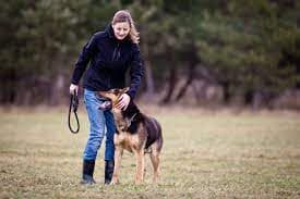 Outdoor-Abenteuer: Grundlegende Ausrüstung für aktive Hundebesitzer