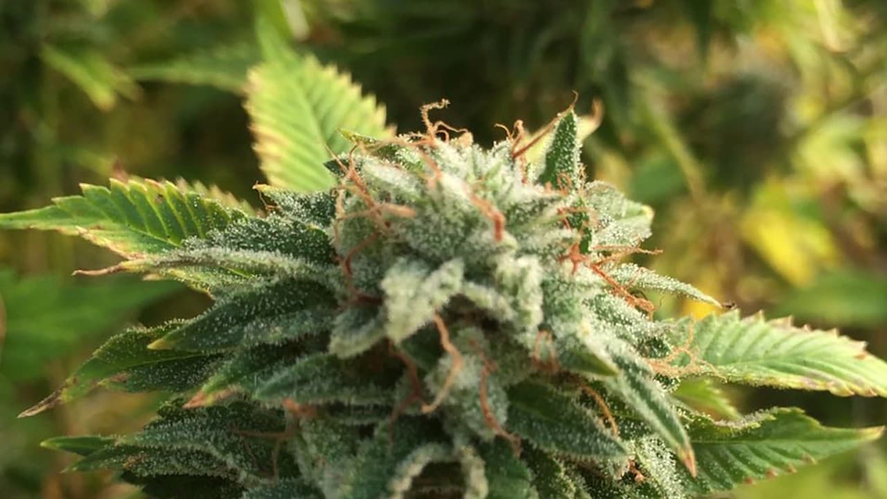 Super Lemon Haze: Eine Tiefgehende Betrachtung dieser Beliebten Cannabis-Sorte