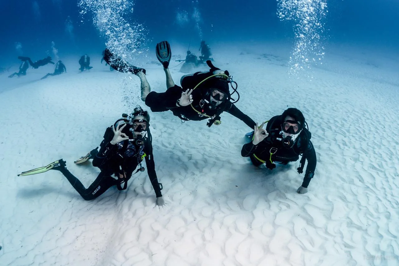 DeepDiveMexico: Wo Tauchen und Bullenhaie Mexiko ein unvergessliches Erlebnis bieten